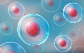 High Throughput Screening of Cellular Drug Based on 3Dmicroflu™