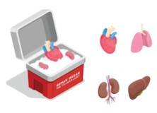 Organ Repair Mechanism Research Based on 3Dmicroflu™
