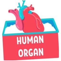 Organ Transplantation Feasibility Study Based on 3Dmicroflu™